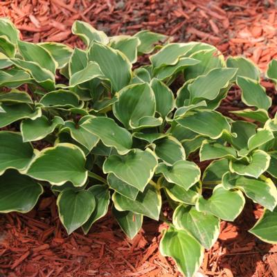 Hosta 'Lakeside Baby Face'